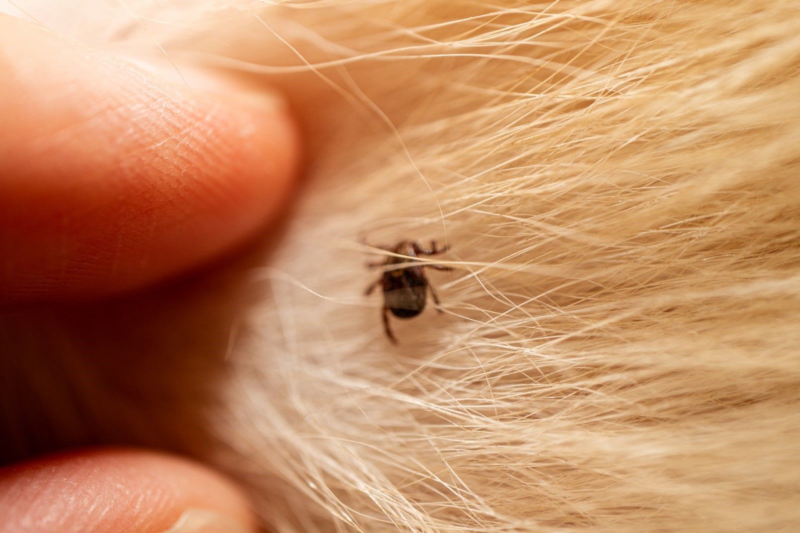 Rain Increases Fleas And Ticks In Your Home