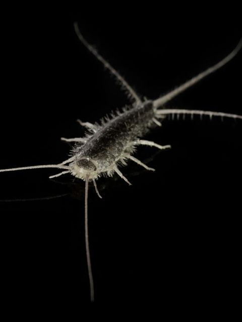 Silverfish
