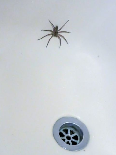 Spider Treatment