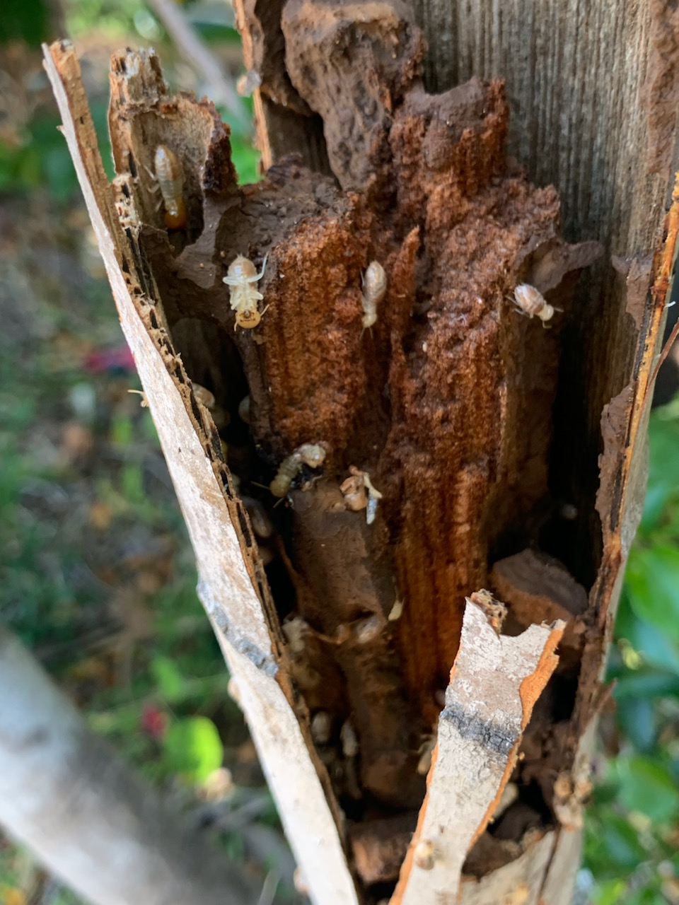 Termites Prevalent In Townsville