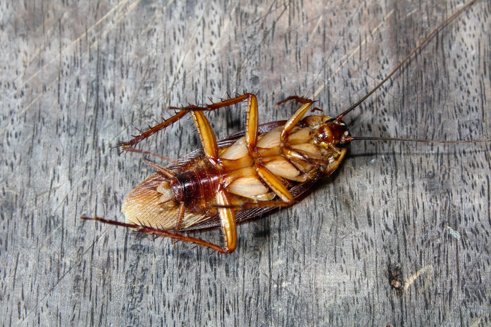 Cockroaches Are A Common Pest