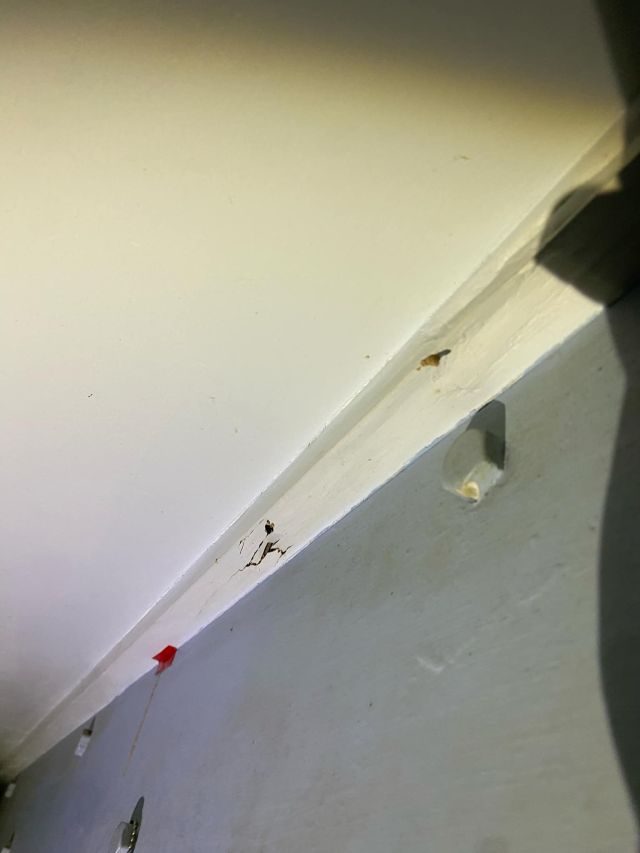 Tsv Termite Specialist 03