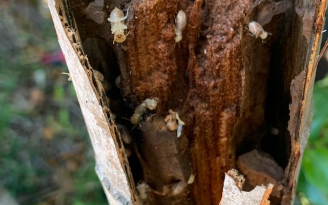 Termites Prevalent In Townsville