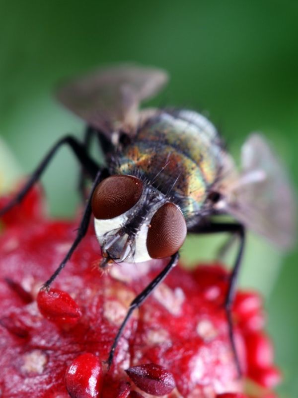 Flies – Townsville Termite Specialist