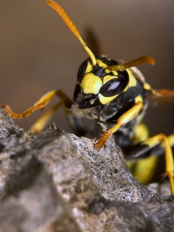 Wasps - Townsville Termite Specialist