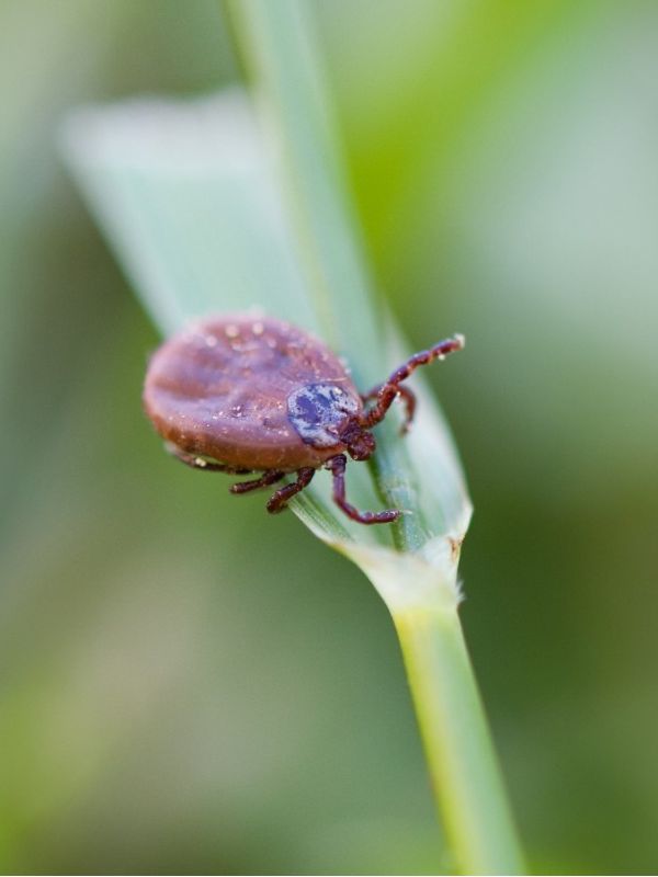 Ticks- Townsville Termite Specialist