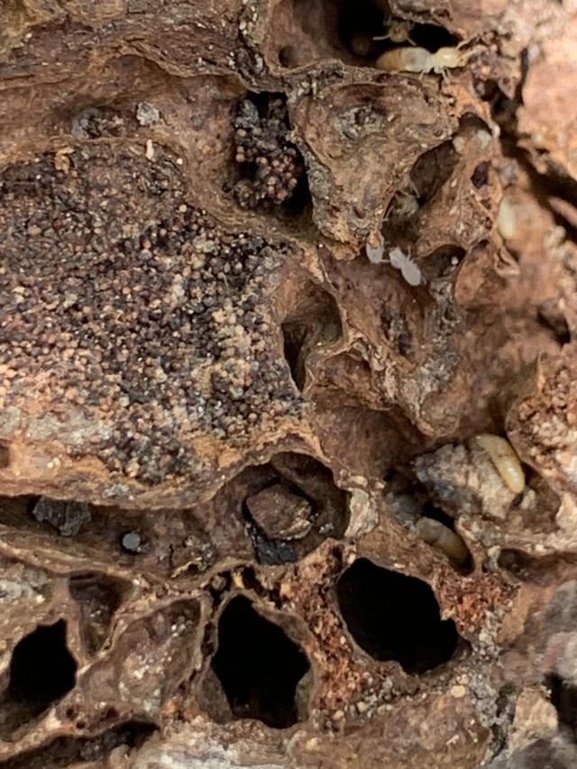 Tsv Termite Specialist 08