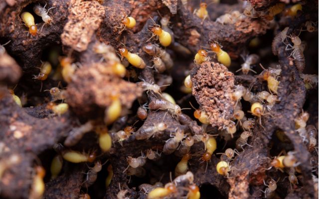 Perfect Conditions For Termites
