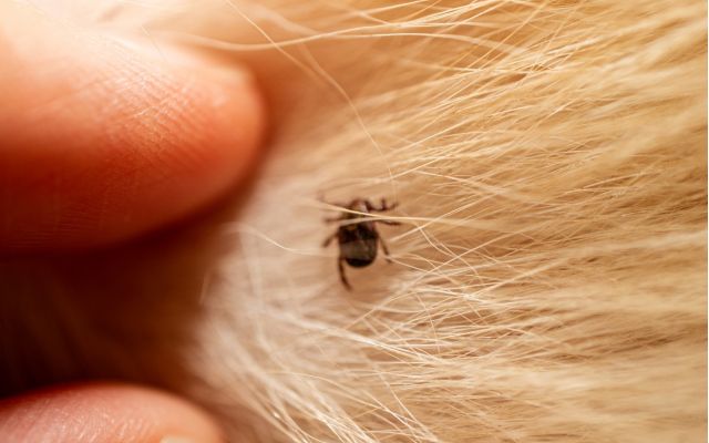 Rain Increases Fleas And Ticks In Your Home