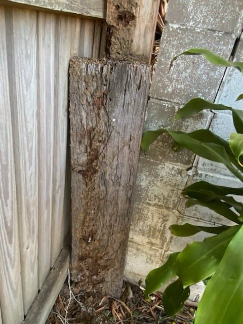 Tsv Termite Specialist 24