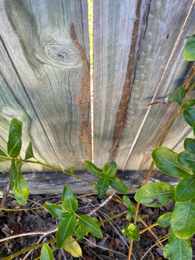 Tsv Termite Specialist 37