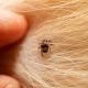 Rain Increases Fleas And Ticks In Your Home