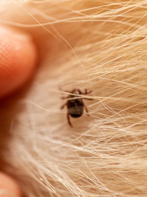 Flea and Tick Pest Spray