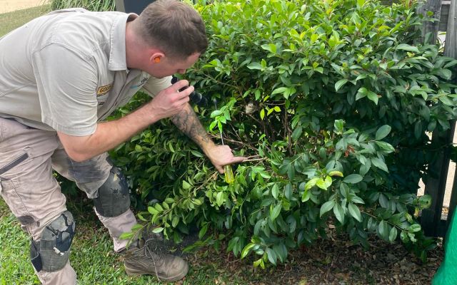Termite Hotspots In Townsville