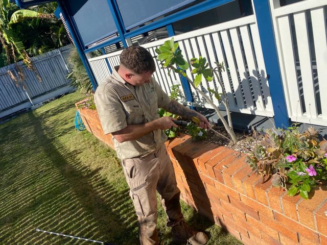 Tsv Termite Specialist 36