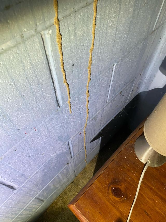 Tsv Termite Specialist 26