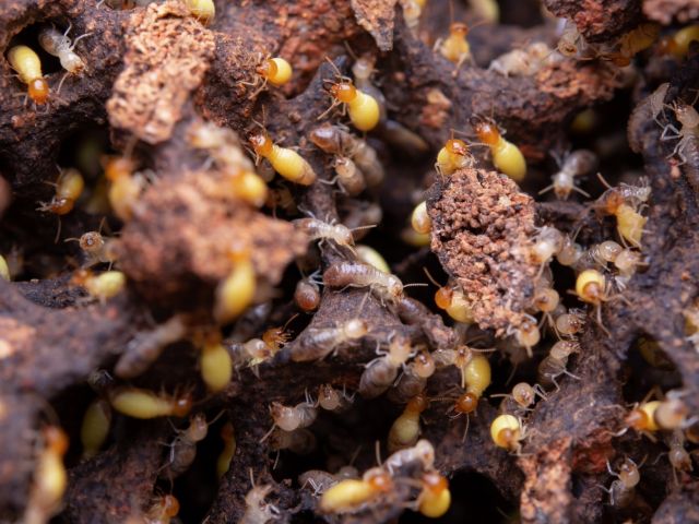 Perfect Conditions For Termites