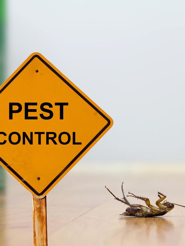 Cockroaches - Pest Control Townsville