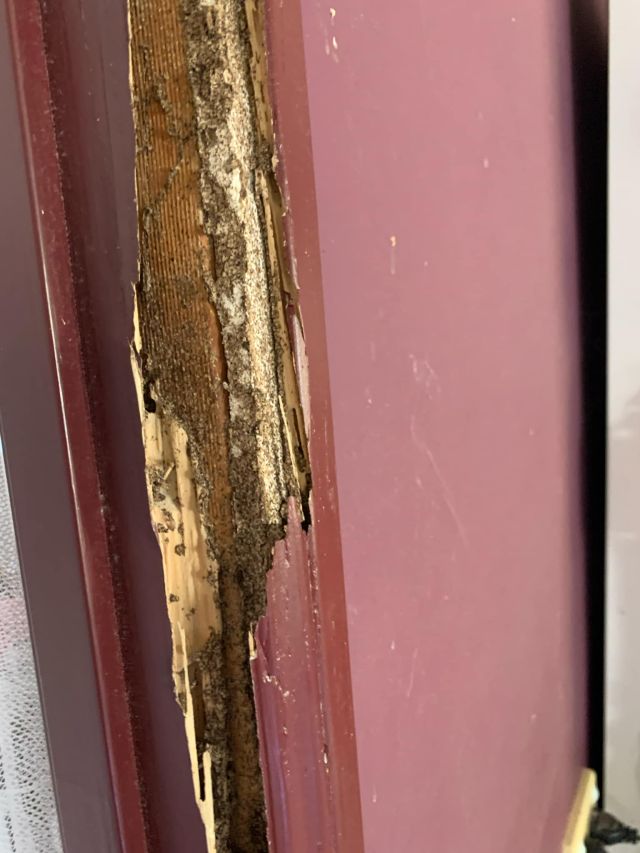 Tsv Termite Specialist 25