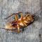 Cockroaches Are A Common Pest