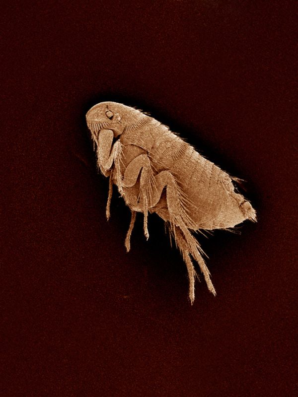 Fleas