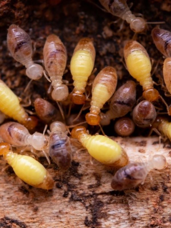 Termites - Townsville Termite Specialist