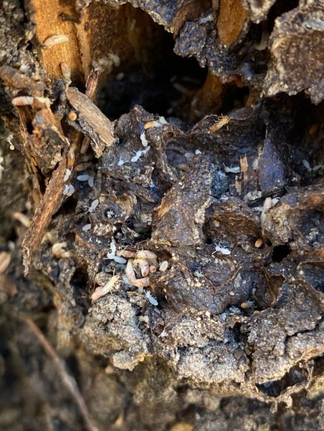 Tsv Termite Specialist 27