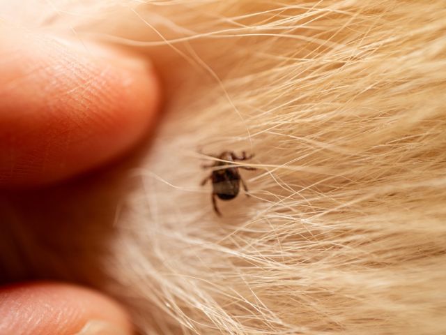 Rain Increases Fleas And Ticks In Your Home