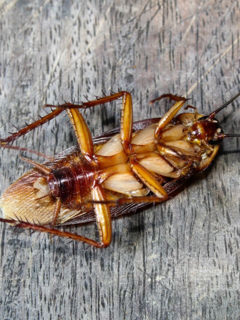 Cockroach Treatment