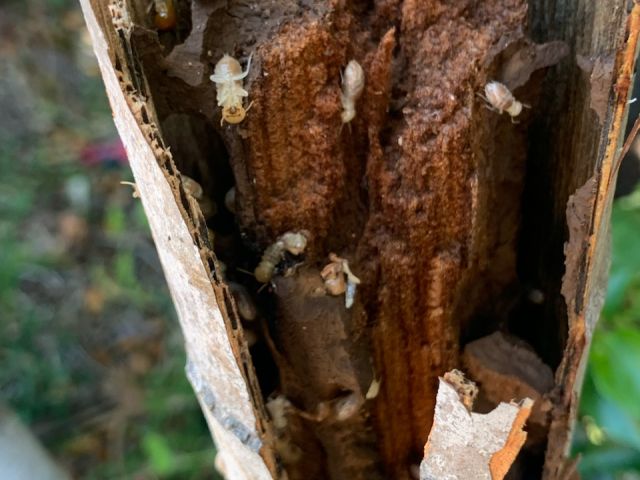 Termites Prevalent In Townsville