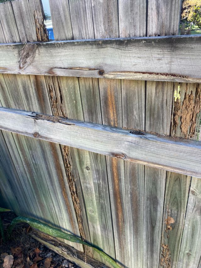 Tsv Termite Specialist 02