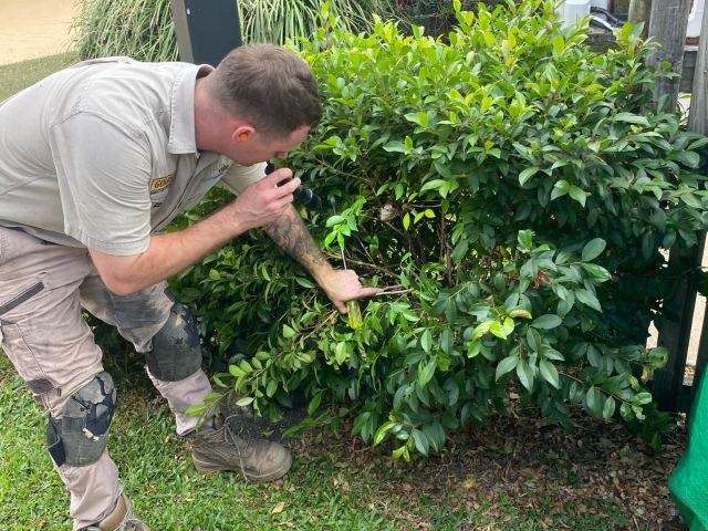 Termite Hotspots In Townsville
