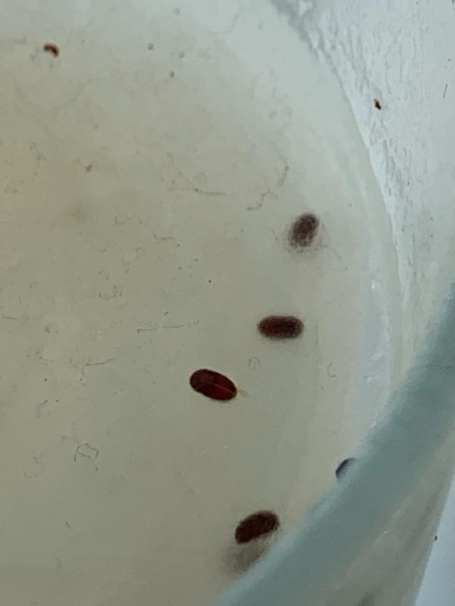 Tsv Termite Specialist 15