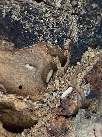 Tsv Termite Specialist 04