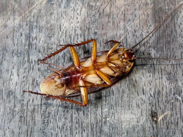 Cockroaches Are A Common Pest