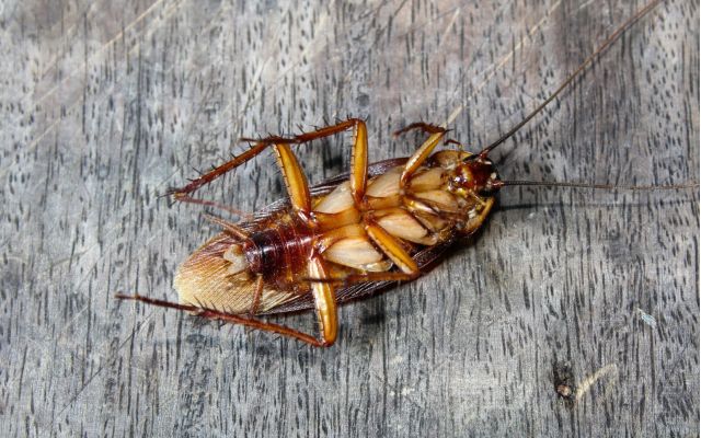 Cockroaches Are A Common Pest