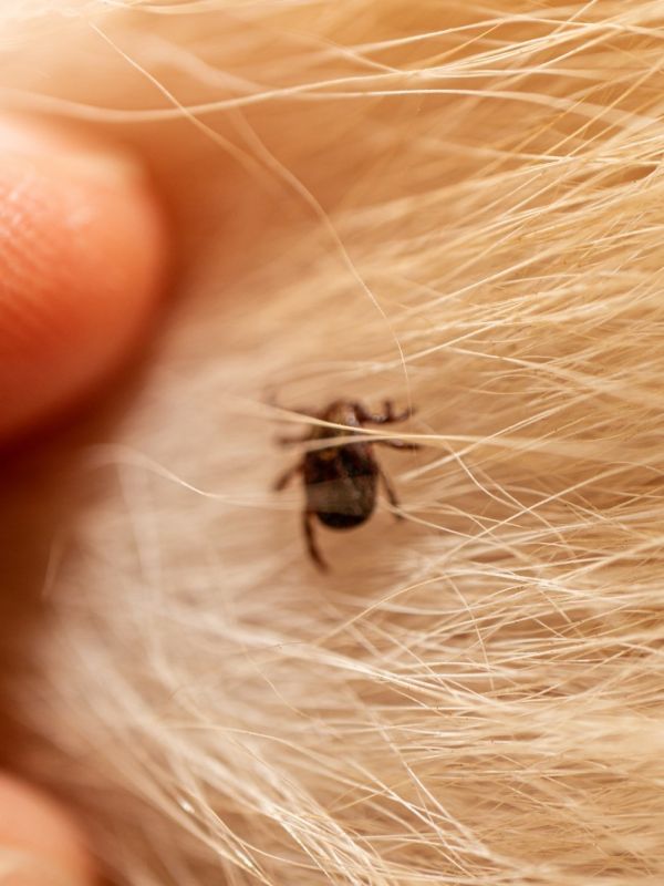 Termite Treatment Townsville